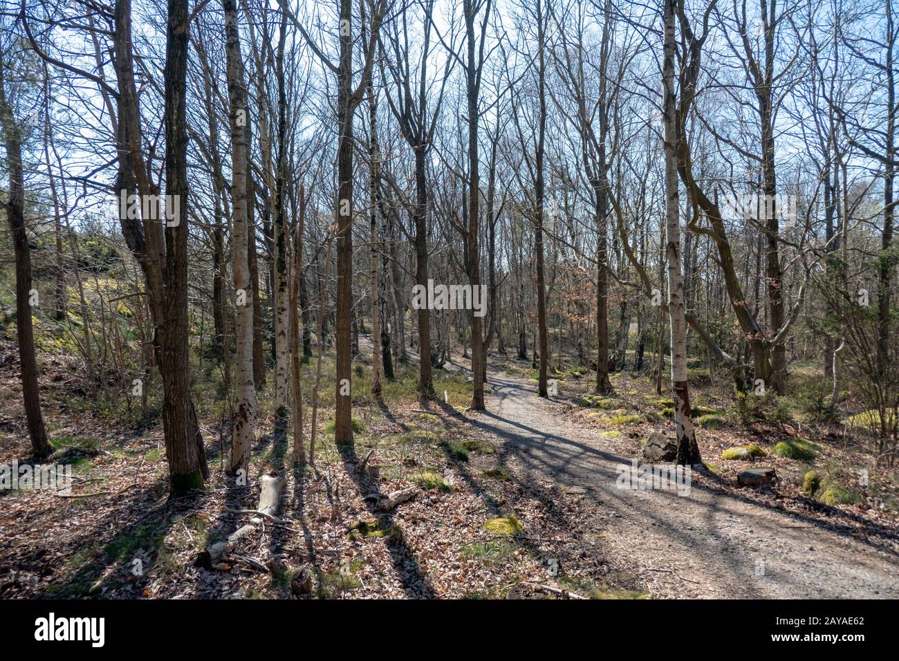 Styrso island forest in Gothenburg, Sweden Stock Photo - Alamy