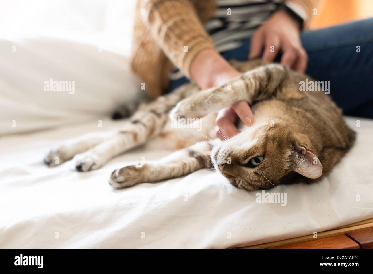 woman touch fat tabby cat on the bed Stock Photo