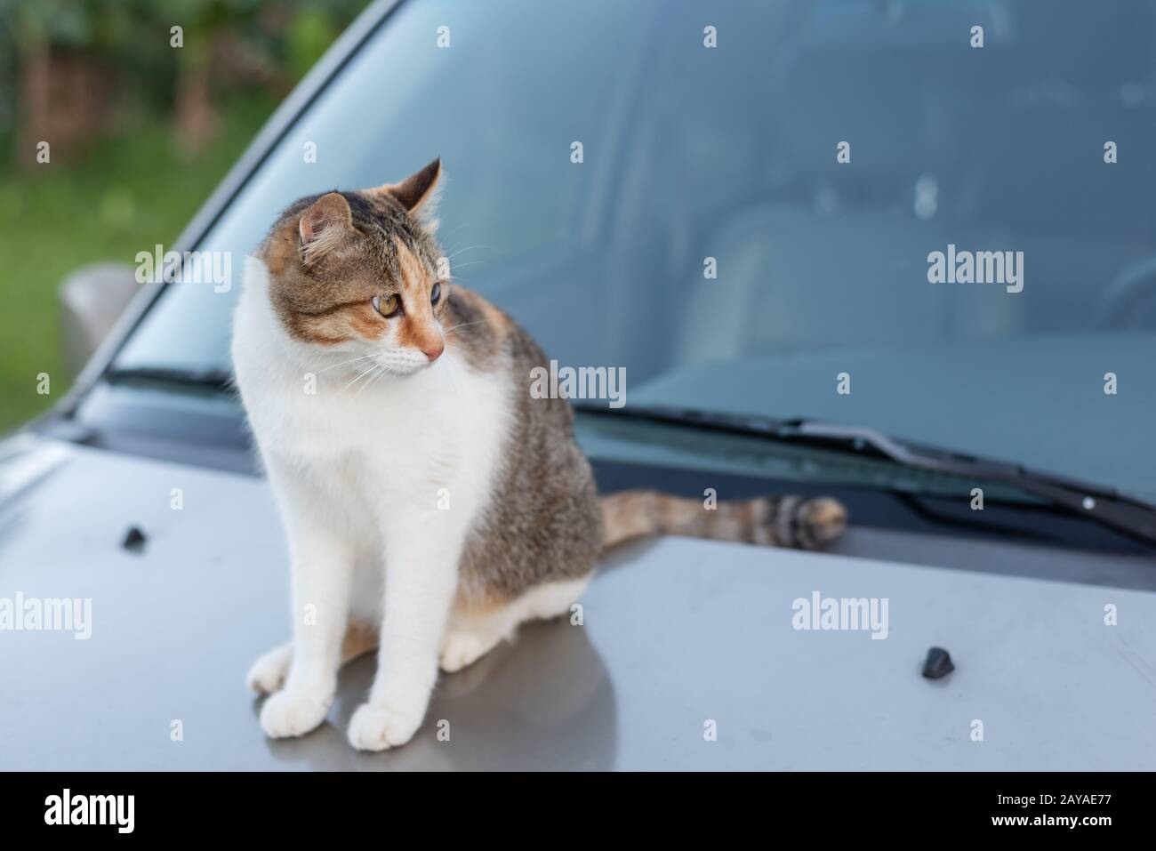 cat sit on a car Stock Photo Alamy