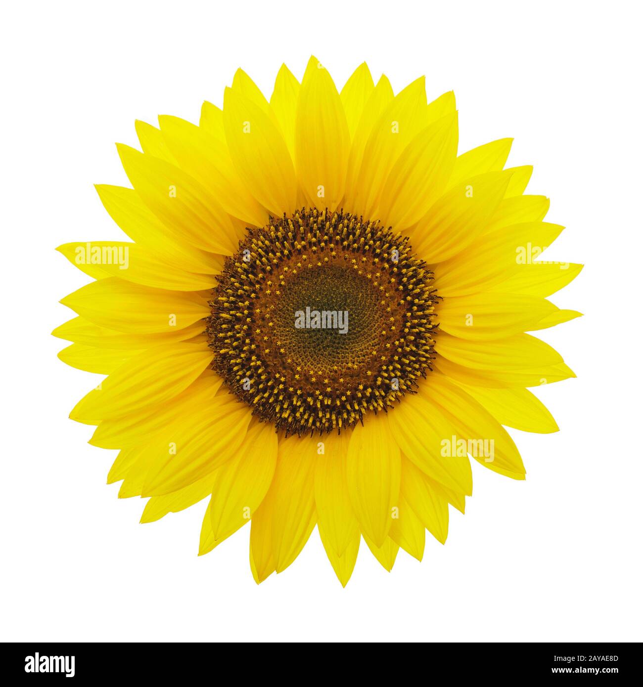 Yellow sunflower isolated on a white background Stock Photo - Alamy