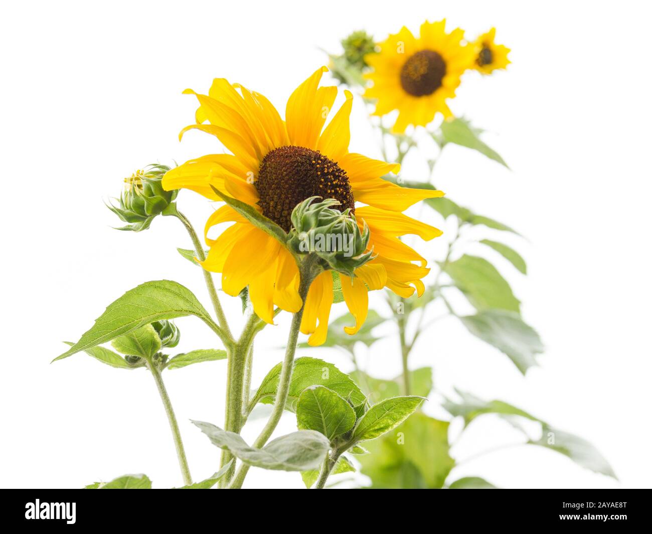 Yellow sunflower isolated on a white background Stock Photo - Alamy