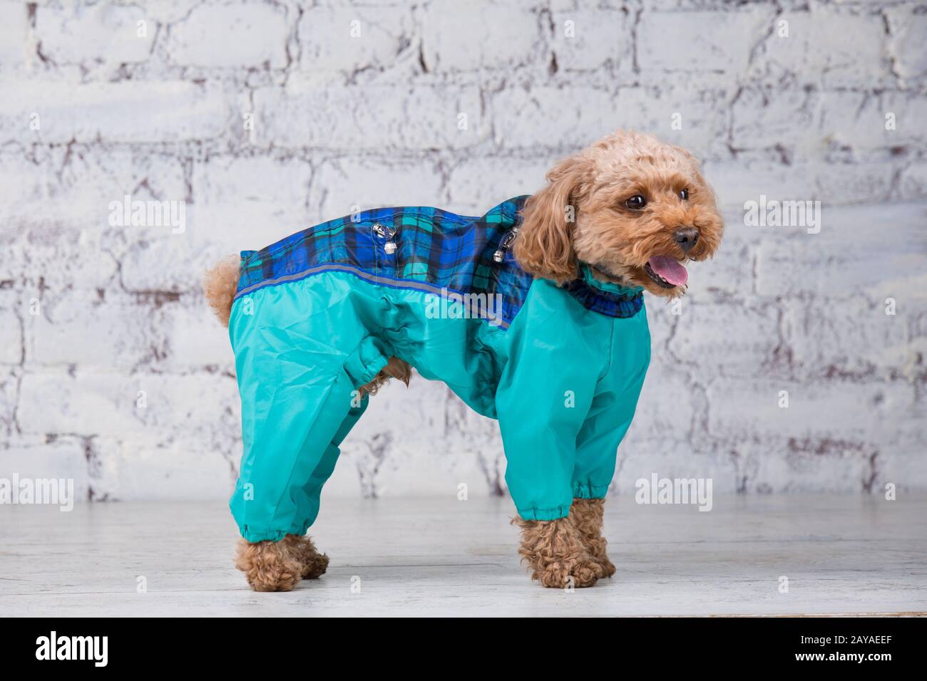 Small funny dog of brown color with curly hair of toy poodle breed posing in clothes for dogs. Subject accessories and fashionab Stock Photo