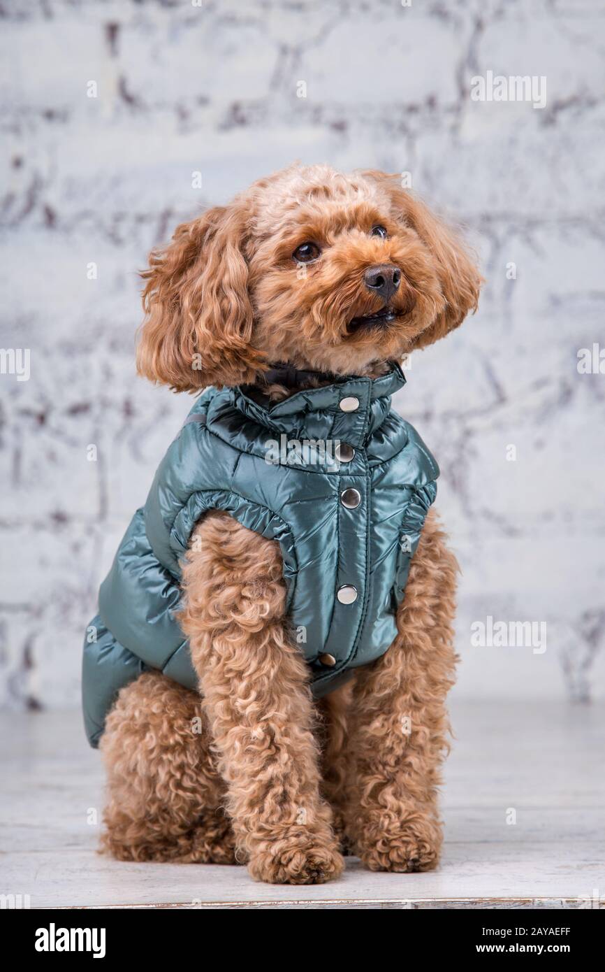 Small funny dog of brown color with curly hair of toy poodle breed posing  in clothes for dogs. Subject accessories and fashionab Stock Photo - Alamy