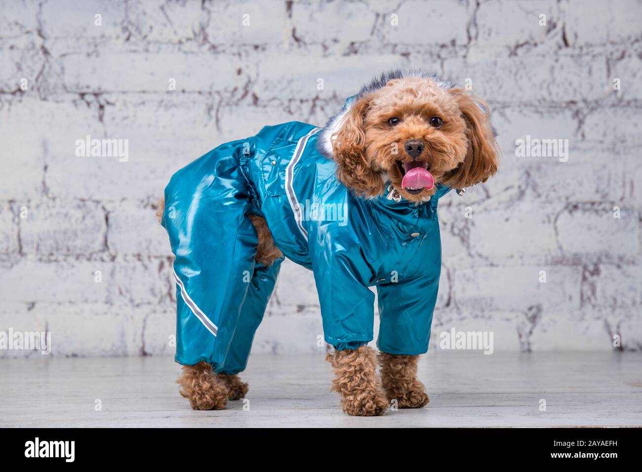Small funny dog of brown color with curly hair of toy poodle breed posing in clothes for dogs. Subject accessories and fashionab Stock Photo