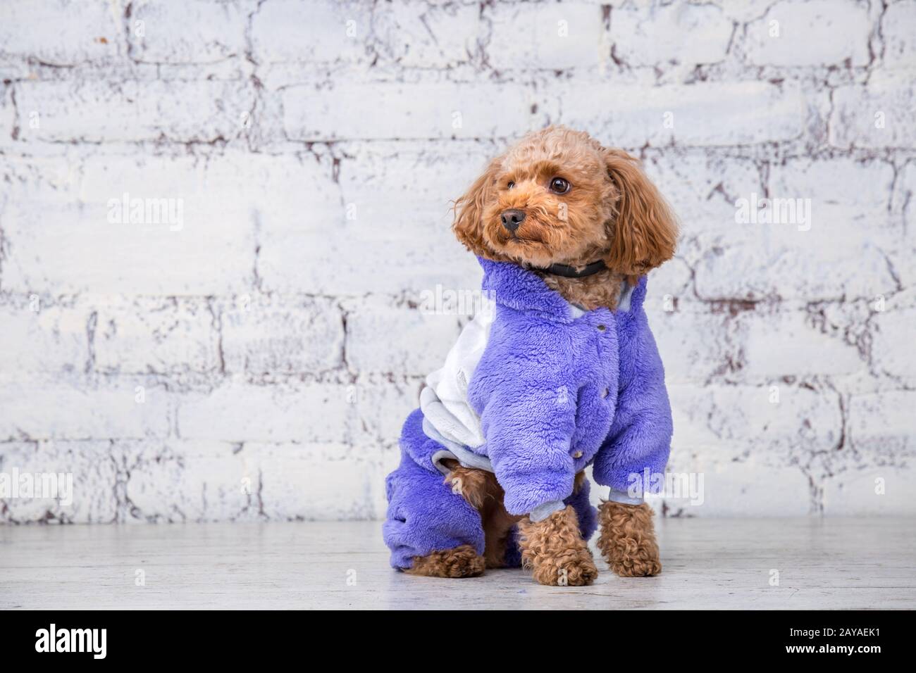 Small funny dog of brown color with curly hair of toy poodle breed