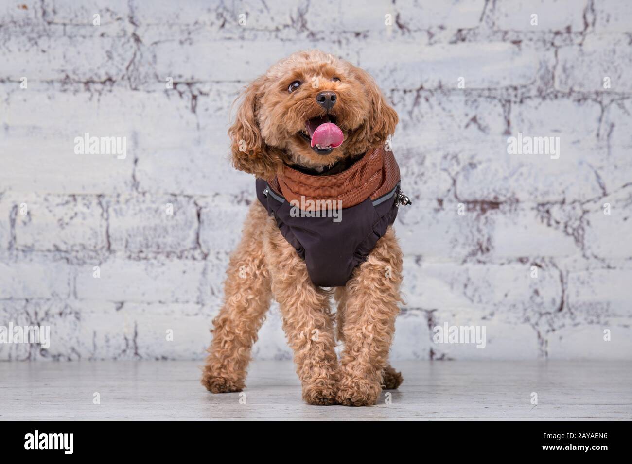 toy poodle accessories