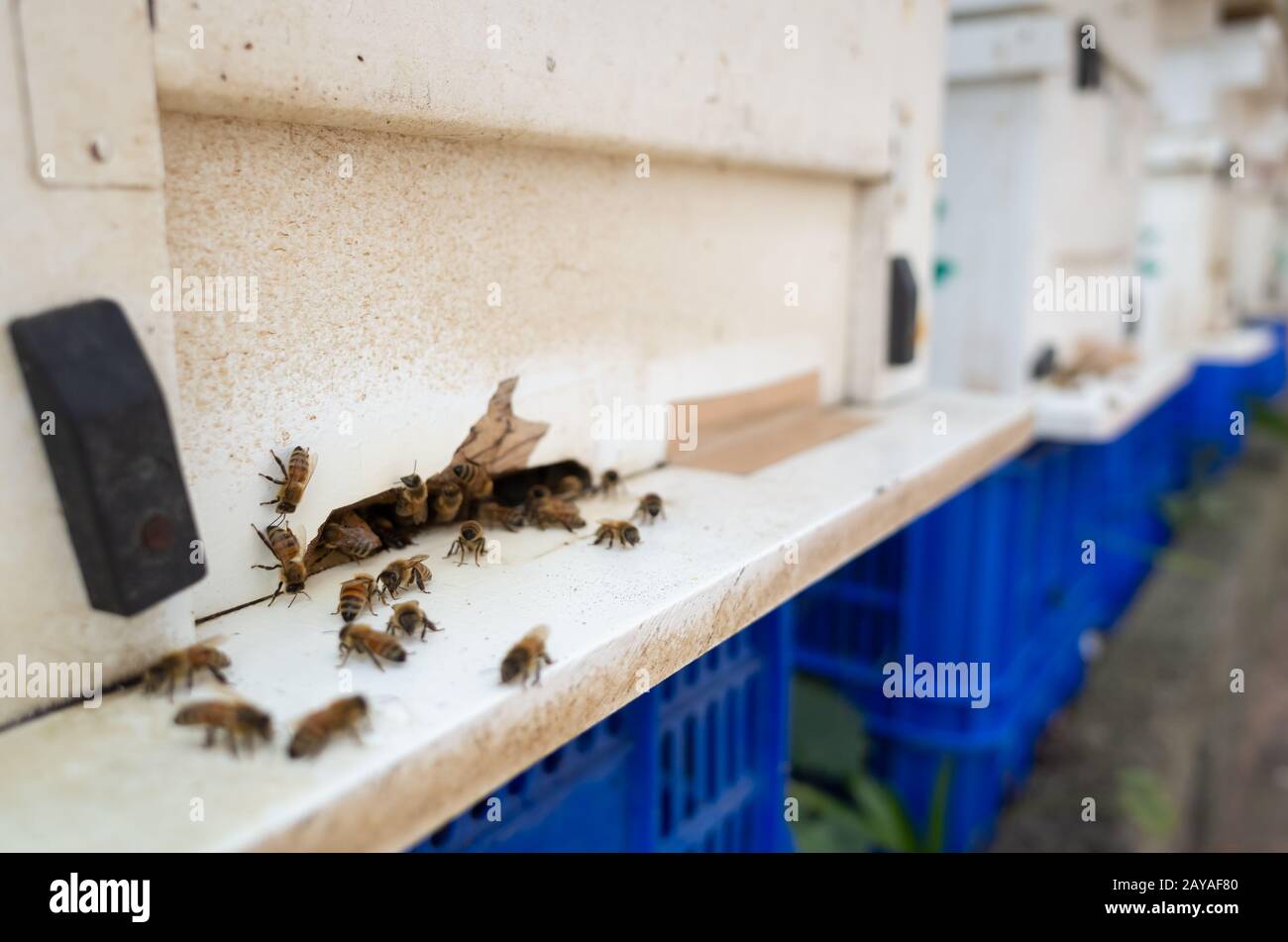 flying busy bees with white box Stock Photo Alamy