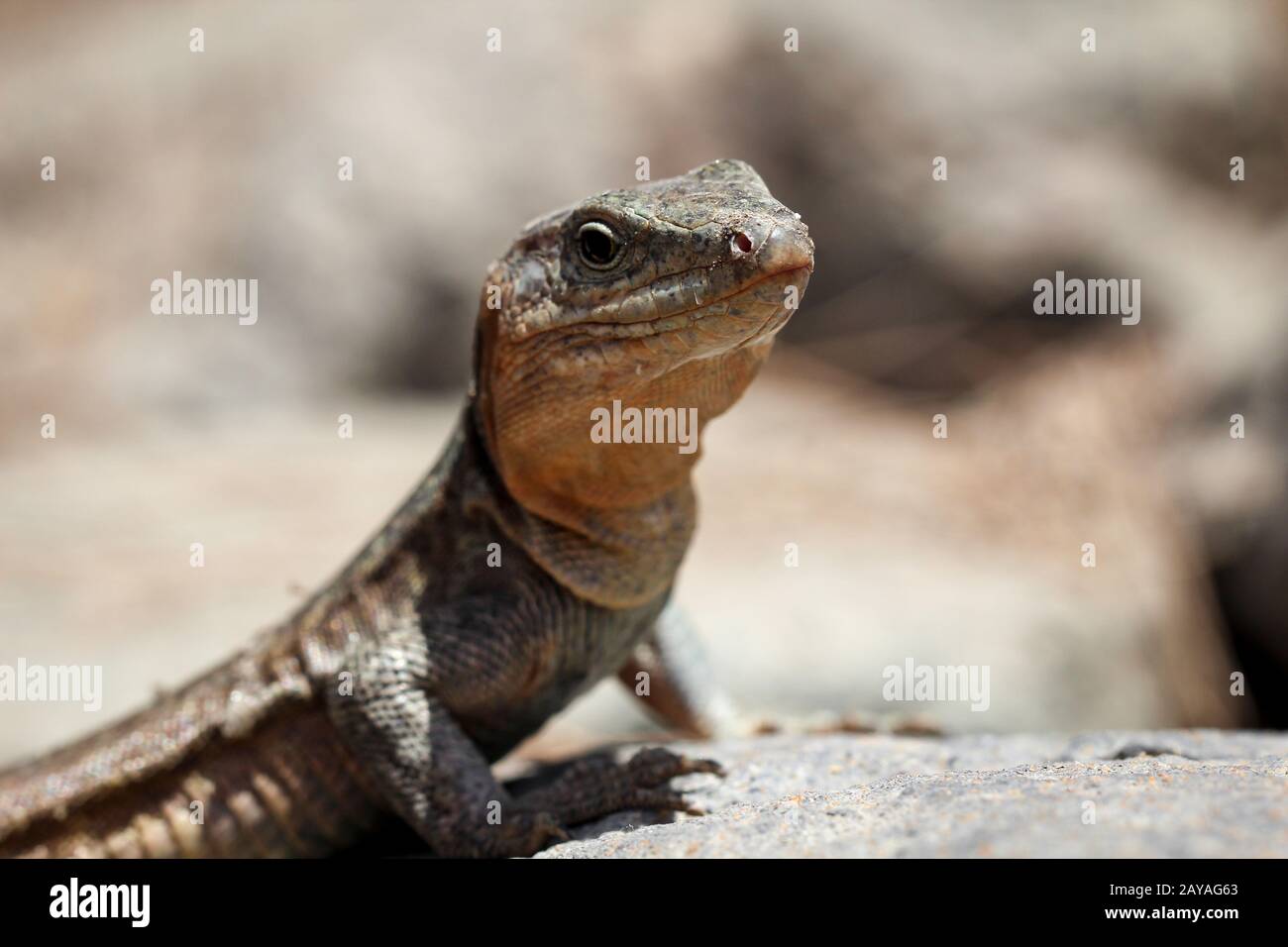 the Gran Canary Giant Lizard, Canary Lizard, Gekko Stock Photo