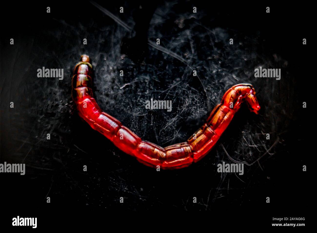 Mosquito larvae hires stock photography and images Alamy