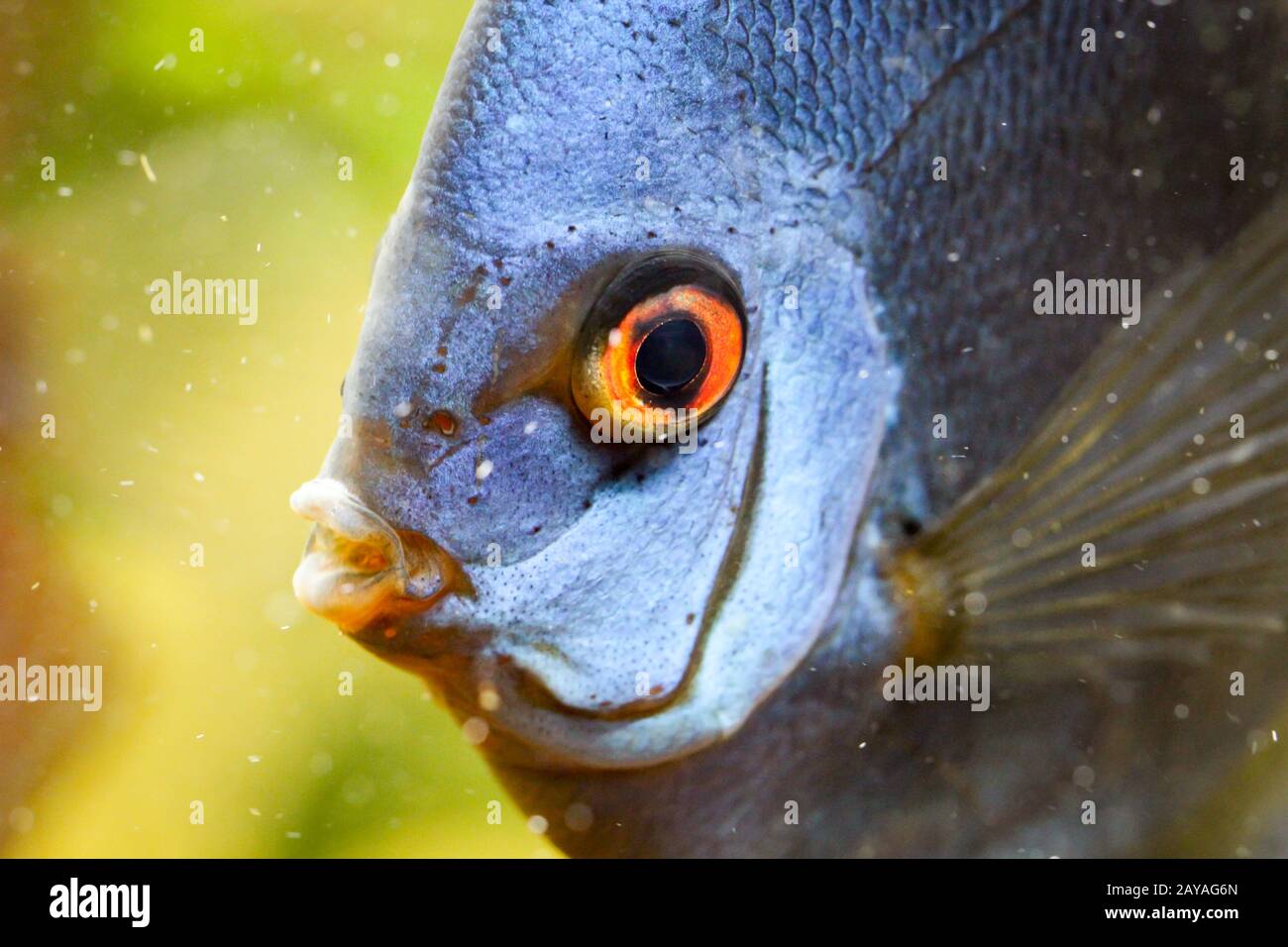 Colorful discus fish in the aquarium Stock Photo