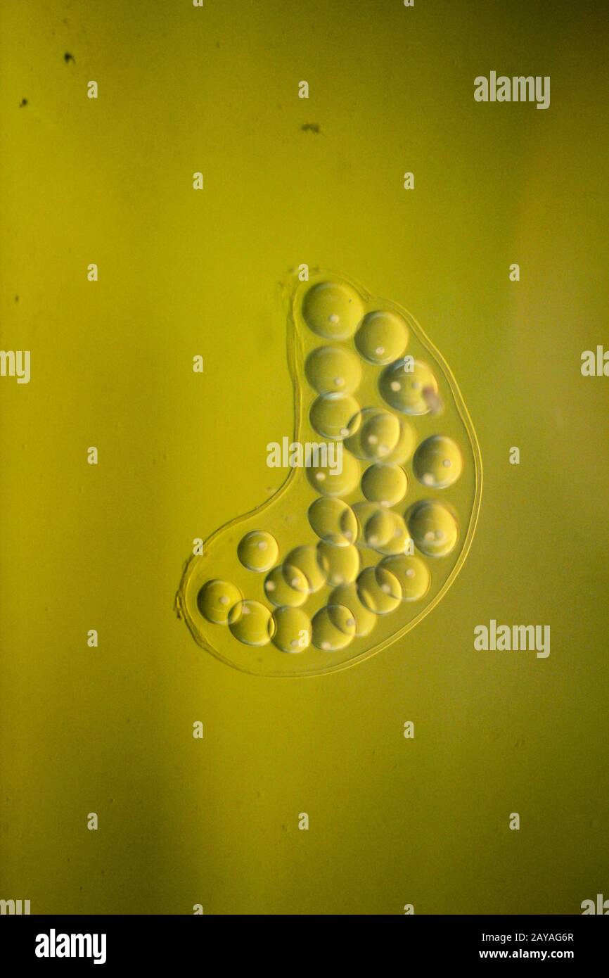 eggs of bubble snail in an aquarium Stock Photo Alamy