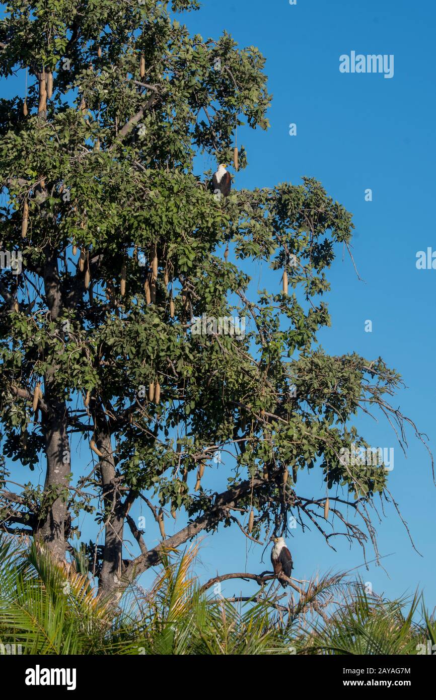 African fish eagles (Haliaeetus vocifer) perched in a tree along a river in the Jao concession, Wildlife, Okavango Delta in Botswana. Stock Photo