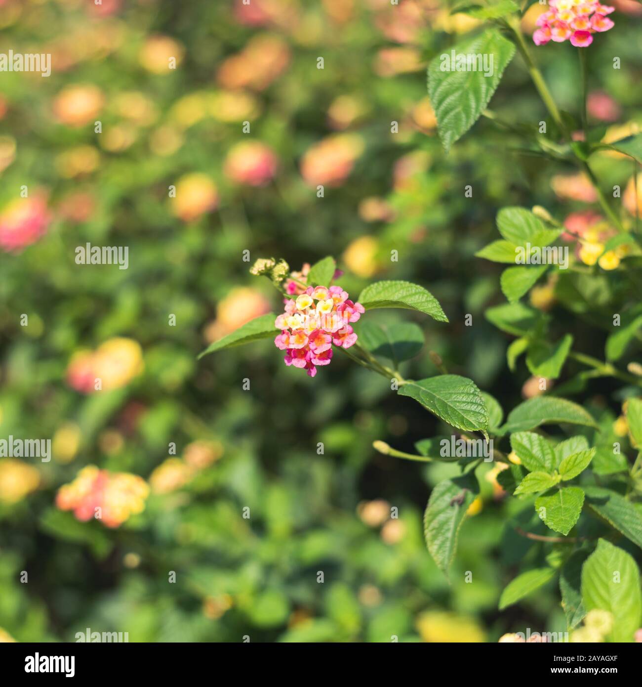 nature flowers background Stock Photo - Alamy