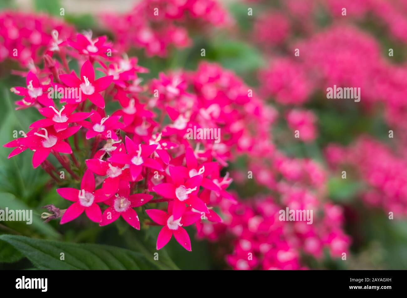 Star Cluster Flowers High Resolution Stock Photography and Images - Alamy
