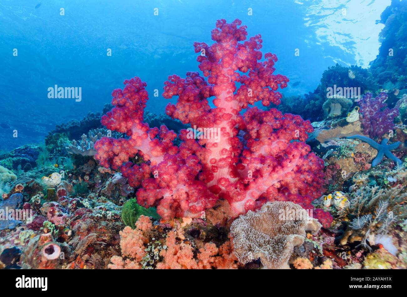 Glomerate Tree Coral, Stereonephthya sp., Lembeh Strait, North Sulawesi, Indonesia, Pacific Stock Photo
