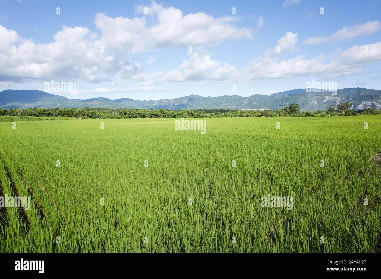 Paddy farm hi-res stock photography and images - Alamy