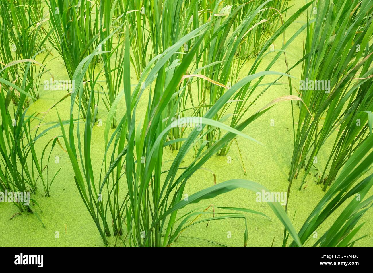 water bamboo(zizania latifolia) farm Stock Photo Alamy