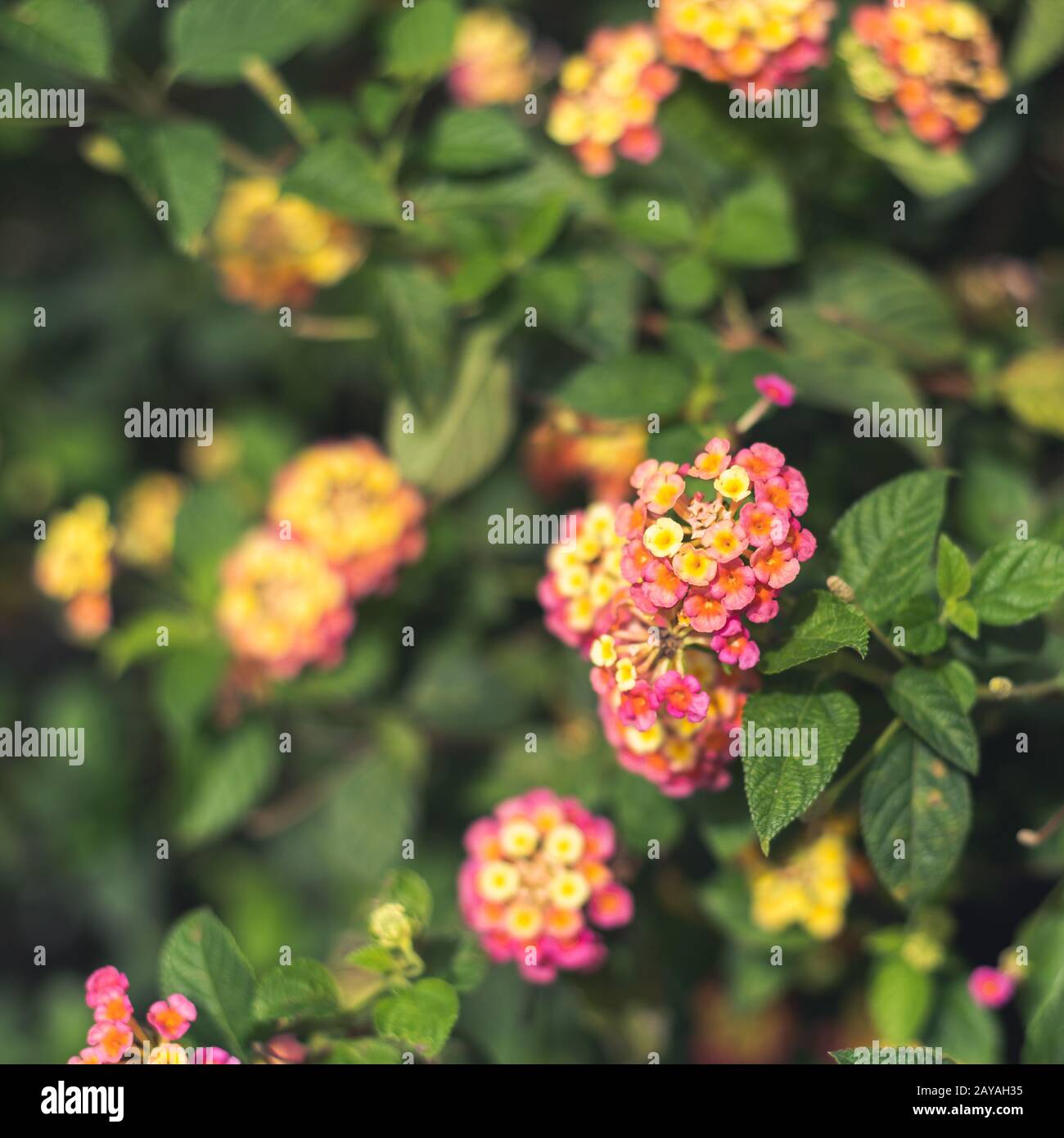 nature flowers background Stock Photo - Alamy