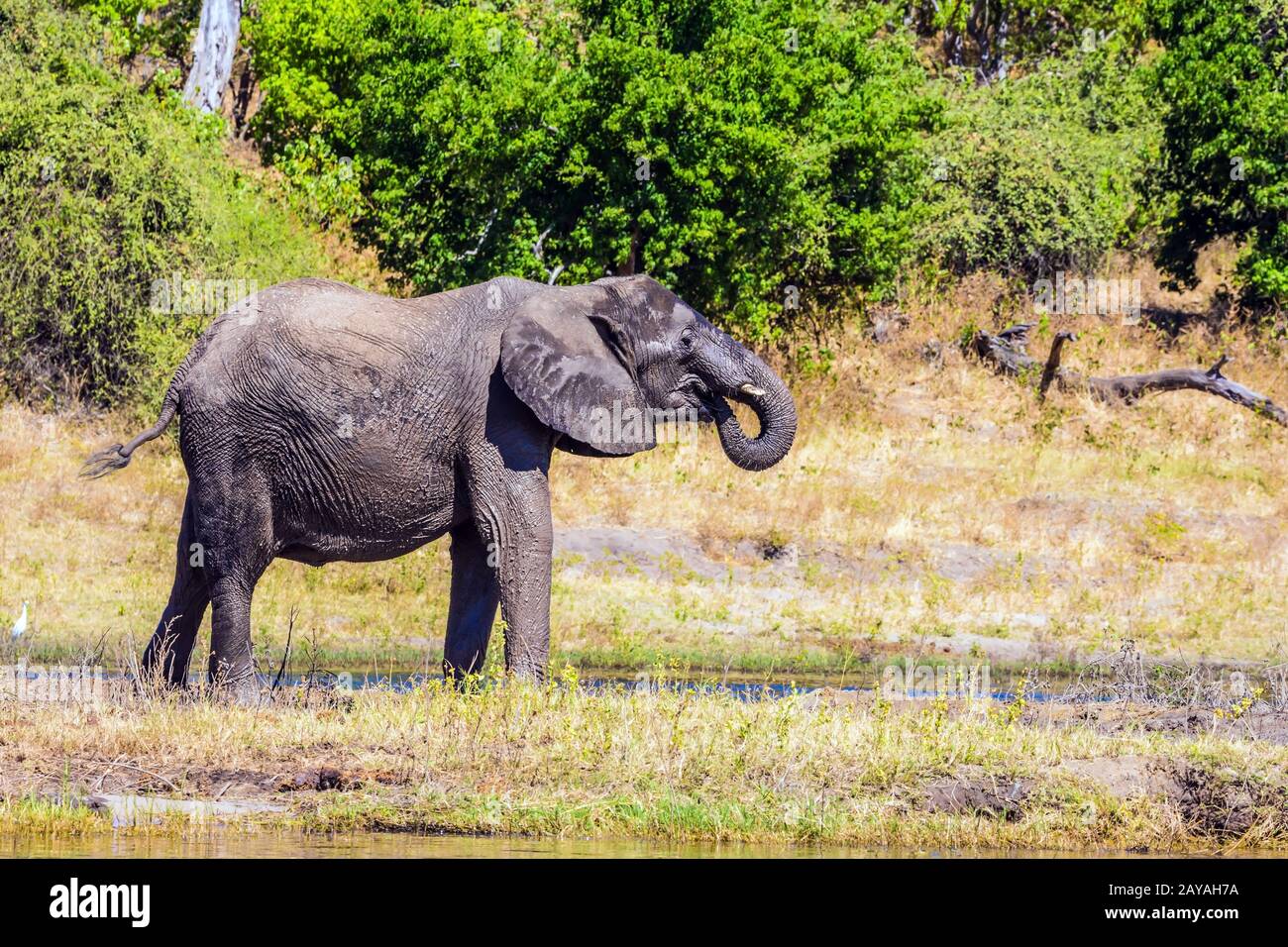 Elephants in the Okavango Delta Stock Photo