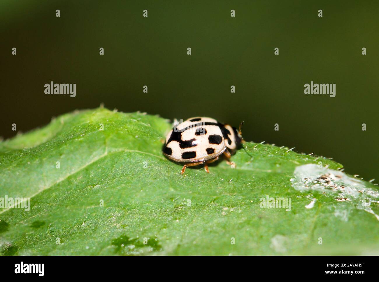 The Ladybird sits on a colored leaf. yellow ladybug with black spots on a plant Stock Photo Alamy