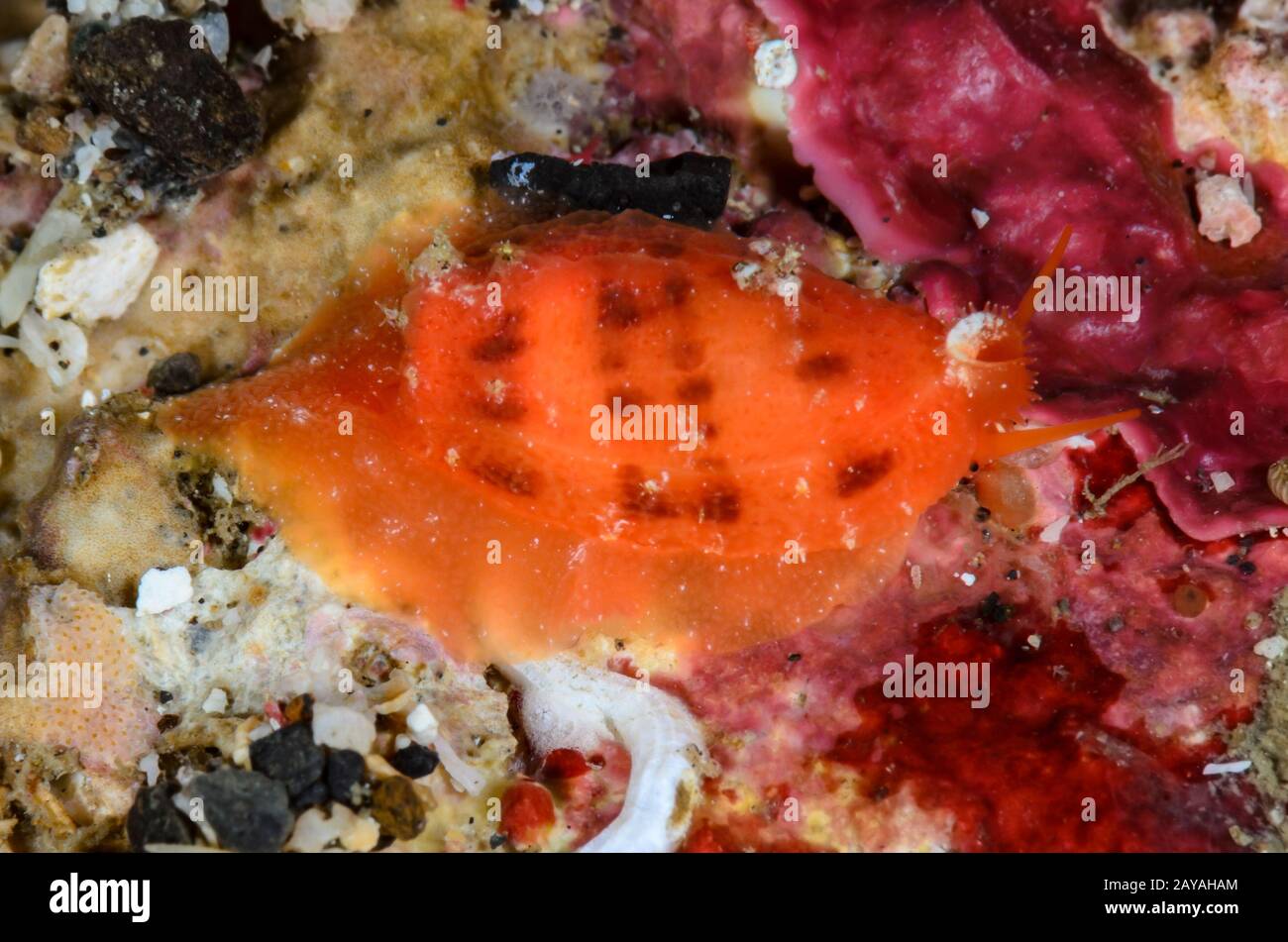Tapering cowrie, Talostolida teres, Lembeh Strait, North Sulawesi, Indonesia, Pacific Stock Photo