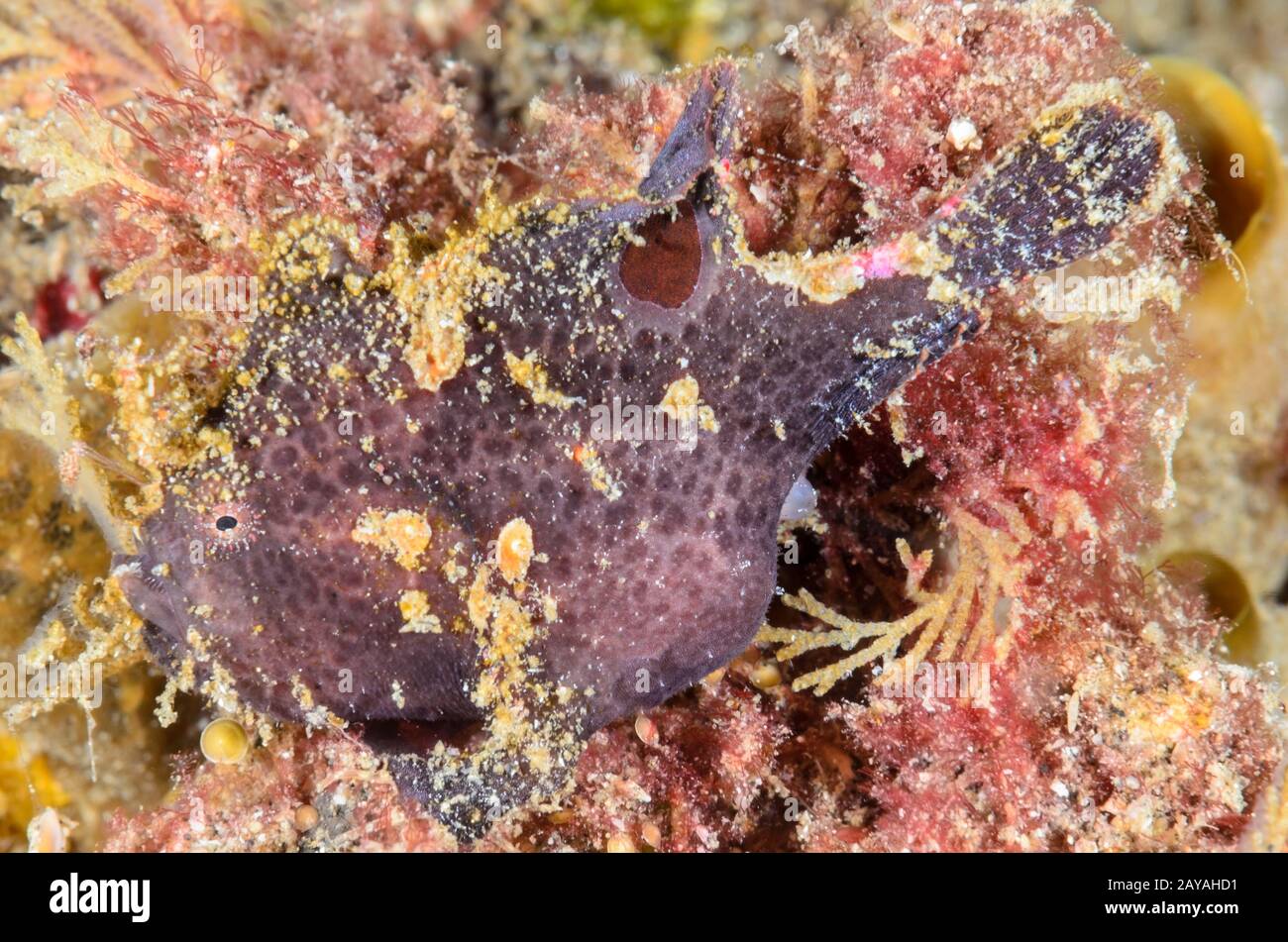 Lembeh frogfish, Nudiantennarius subteres, Lembeh Strait, North Sulawesi, Indonesia, Pacific Stock Photo