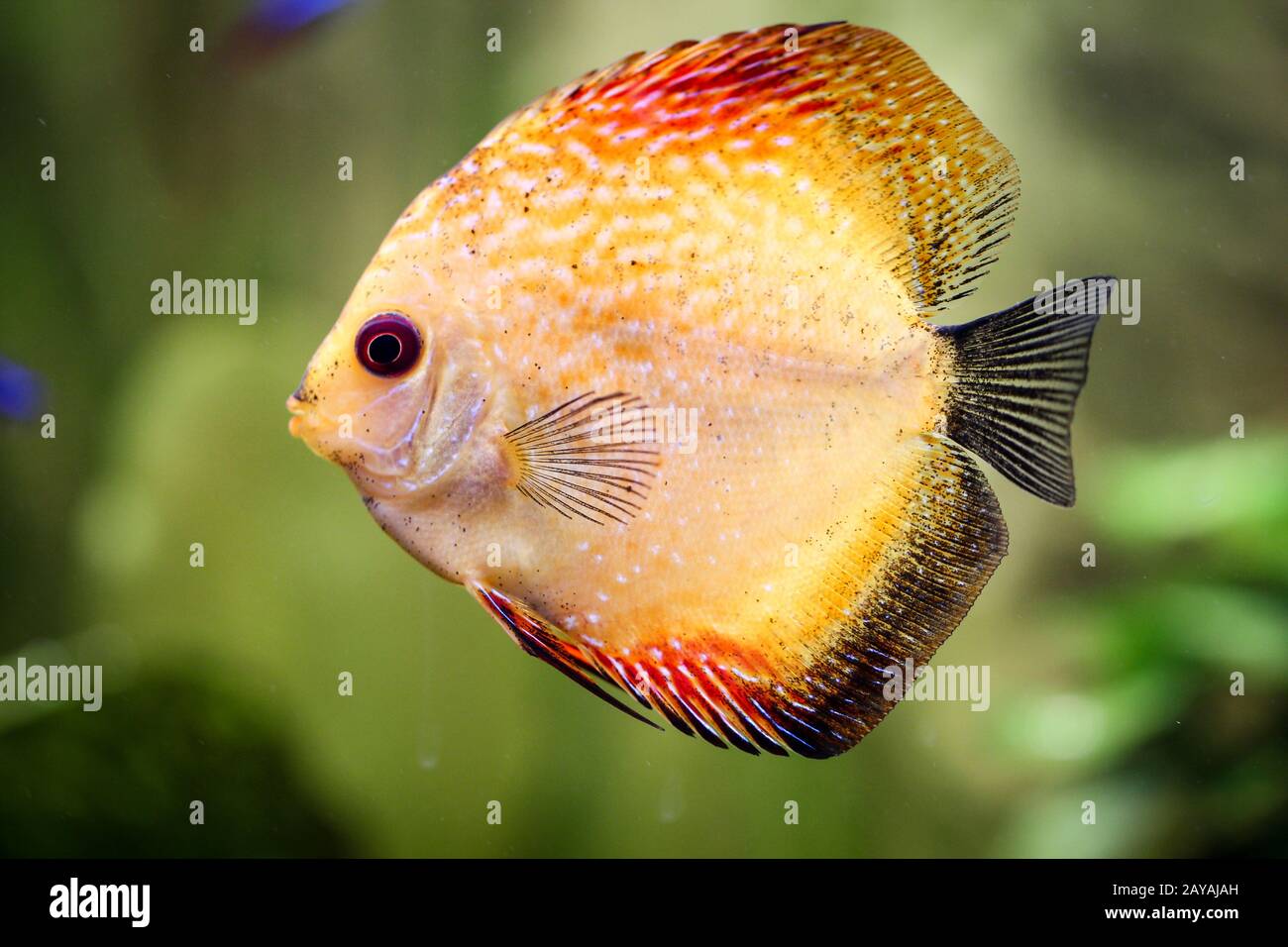 Discus fish in the aquarium. Discus are fish from the genus Symphysodon. Stock Photo