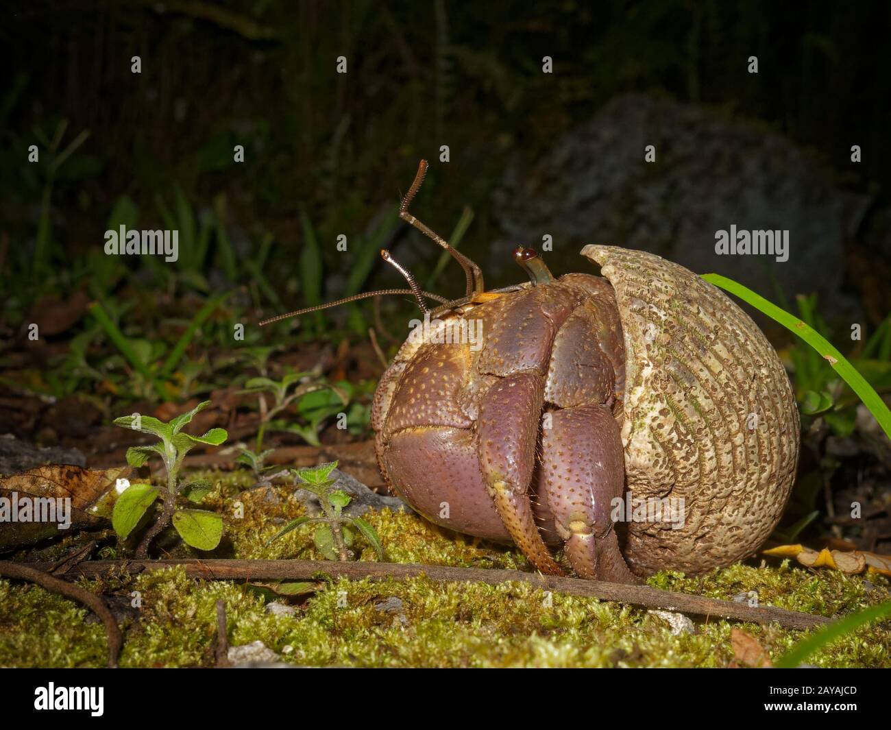 Uga Shells Uga or coconut crab too big for their shell side on, on the south ...