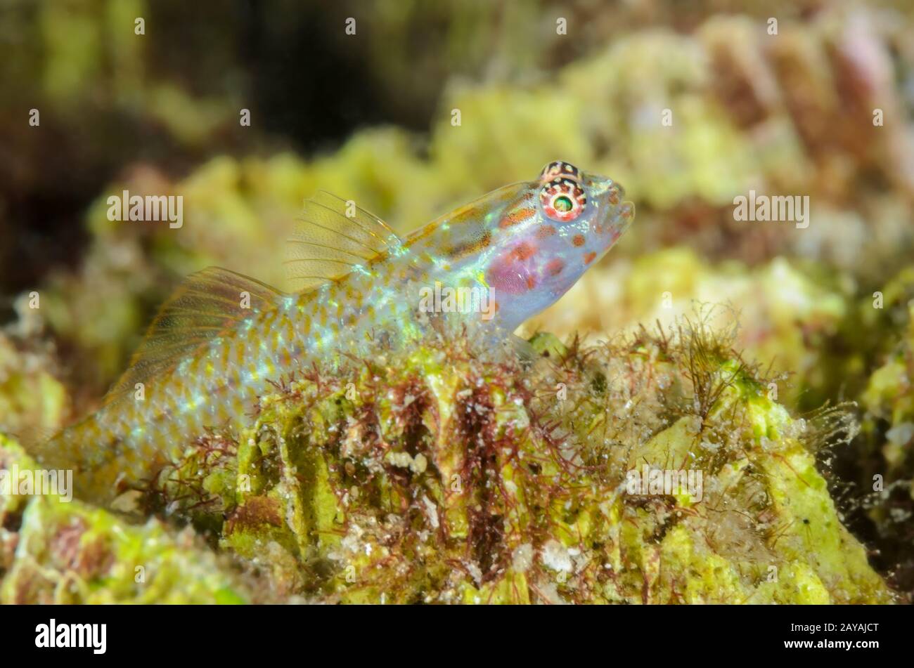 Painted face Dwarfgoby, Eviota pictifacies, Lembeh Strait, North Sulawesi, Indonesia, Pacific Stock Photo