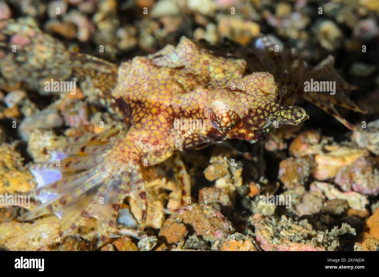 Dragon sea moth, Eurypegasus draconis, Lembeh Strait, North Sulawesi, Indonesia, Pacific Stock Photo