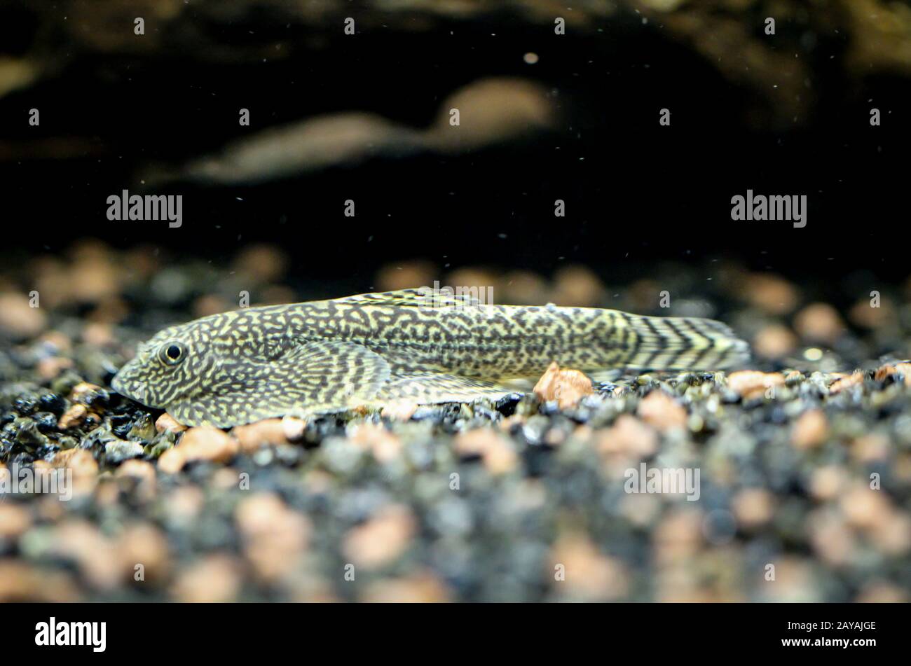 Close-up shot of a punctured fin-sniffer Gastromyzon punctulatus, catfish Stock Photo