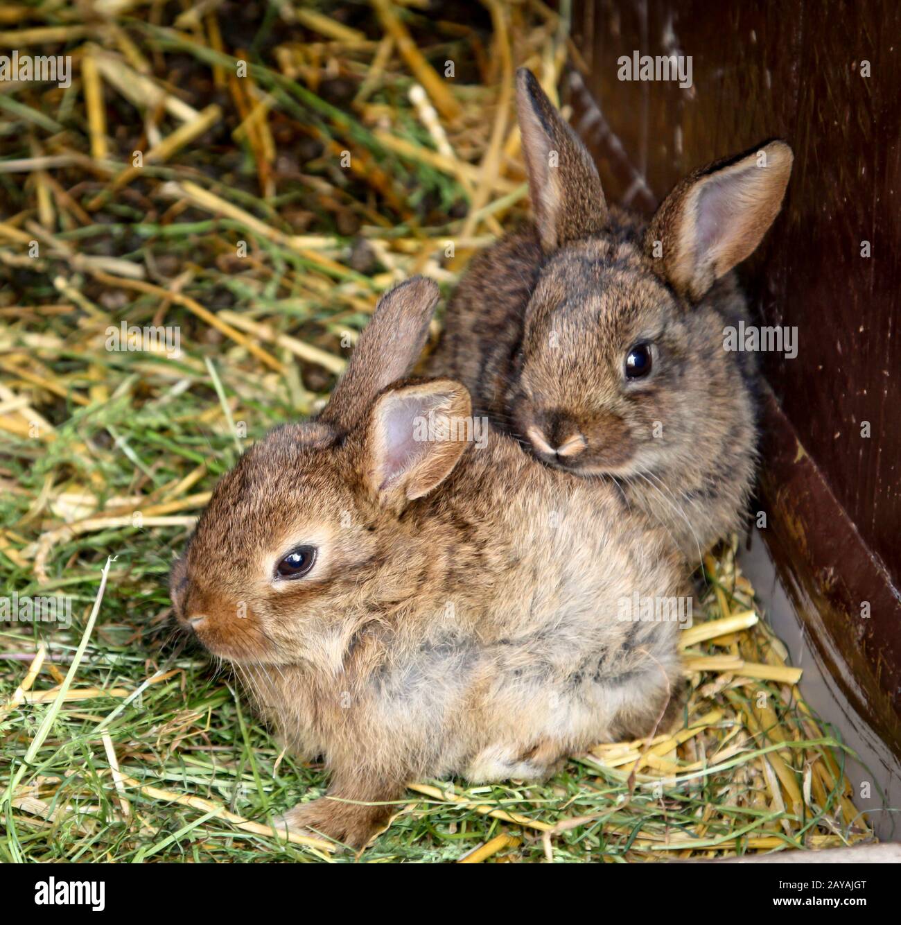 two young domestic rabbits in their rabbit hutch Stock Photo Alamy