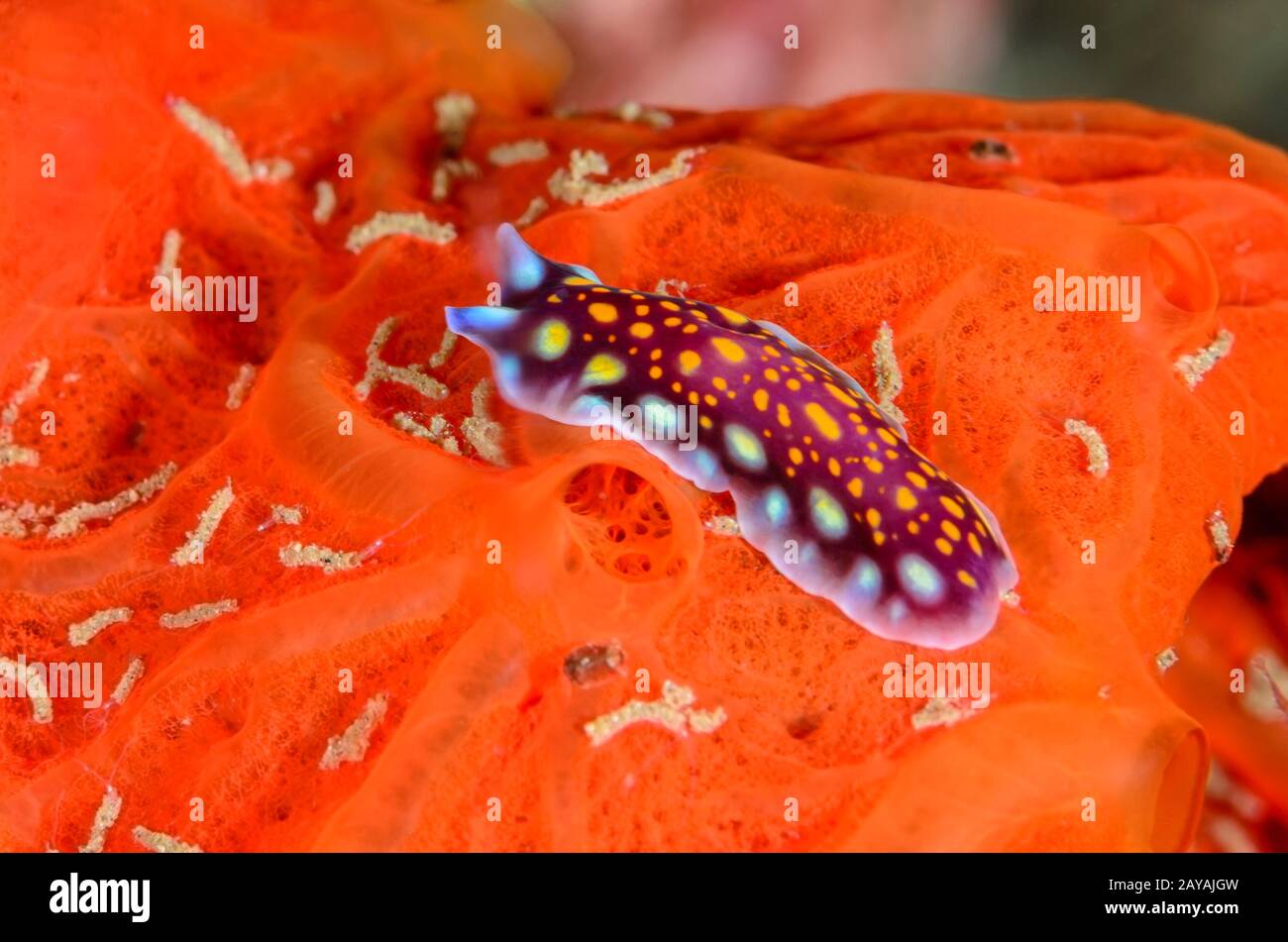 Linda's flatworm, Pseudoceros lindae, Lembeh Strait, North Sulawesi, Indonesia, Pacific Stock Photo