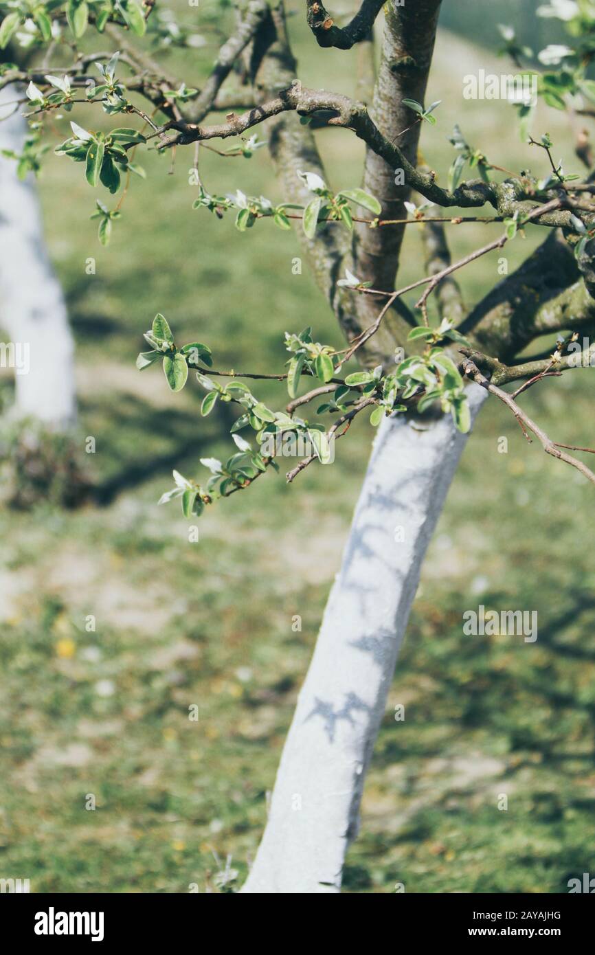 pear tree with bark whitewashed with lime Stock Photo