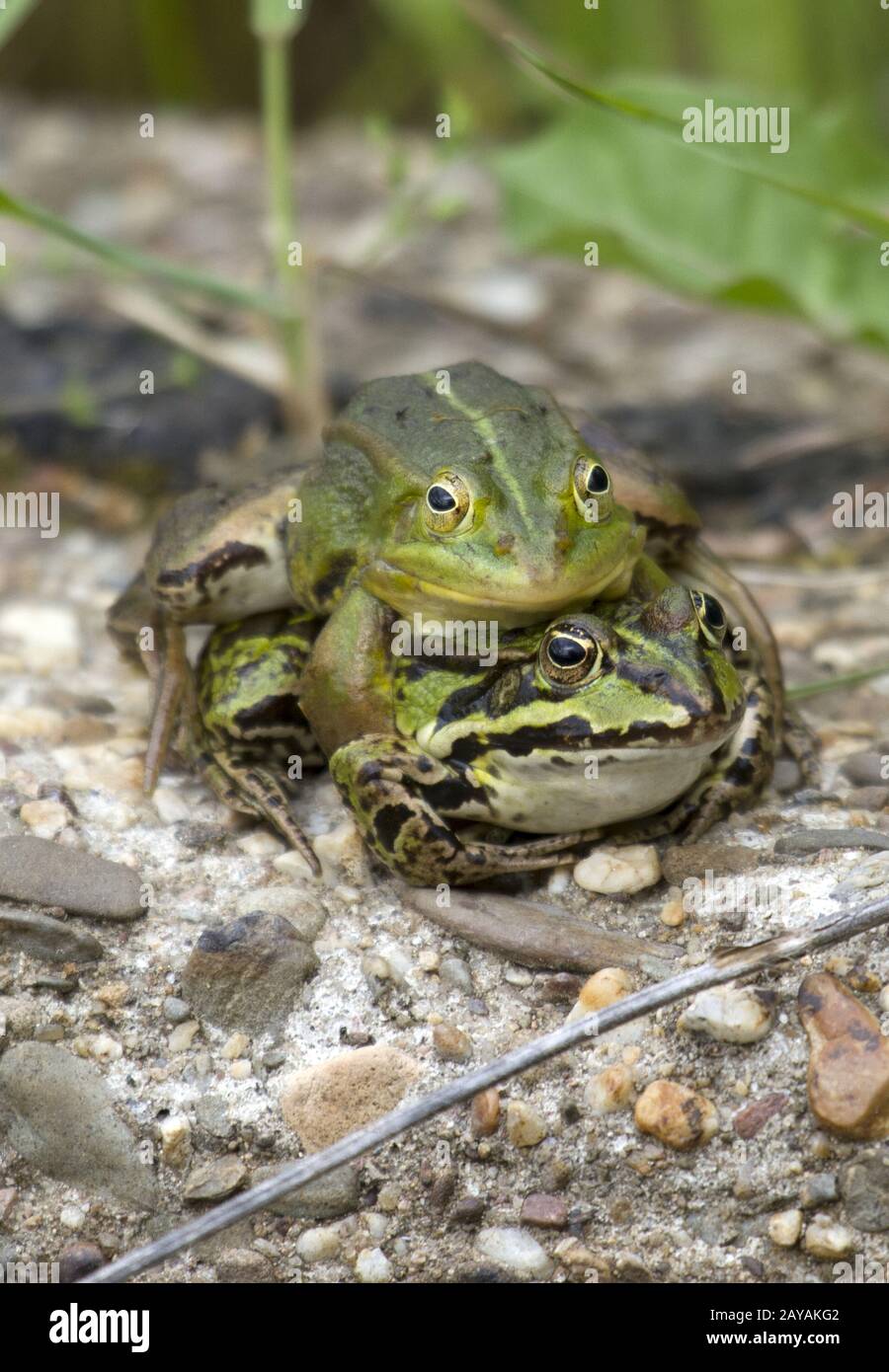 Pond frog, Germany, Rhineland, NRW Stock Photo