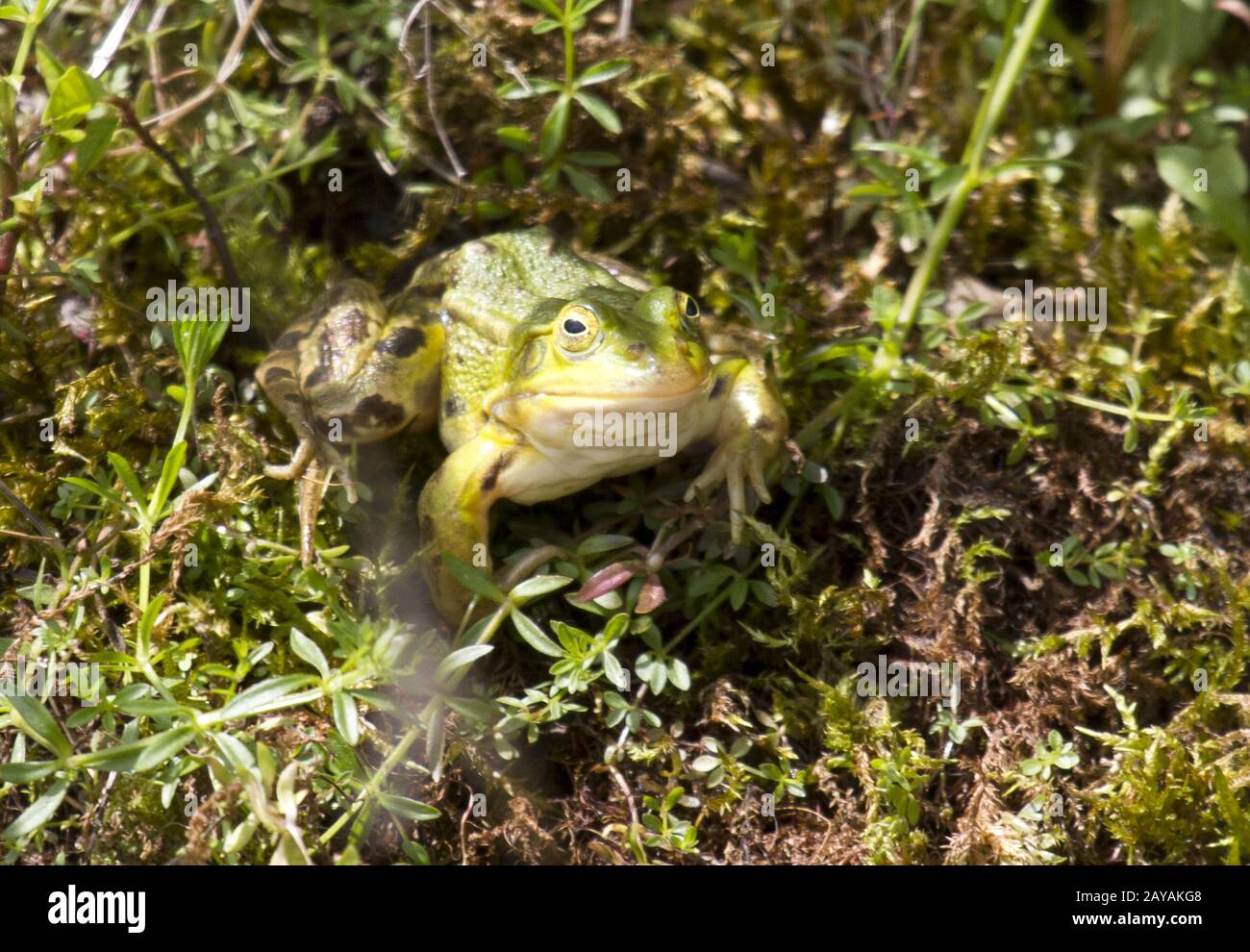 Pond frog, Germany, Rhineland, NRW Stock Photo