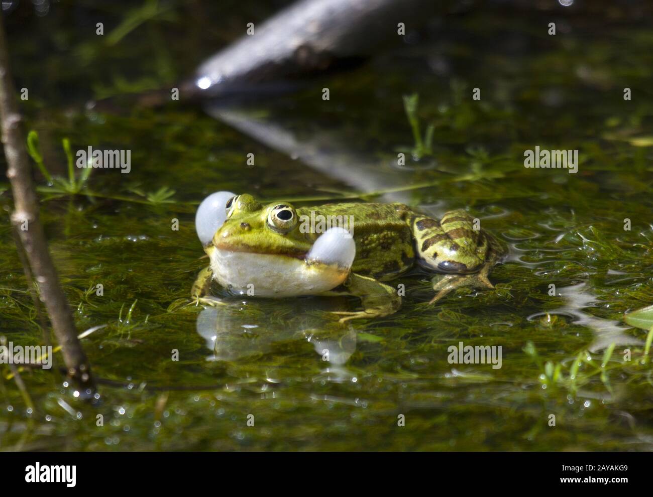 Pond frog, Germany, Rhineland, NRW Stock Photo