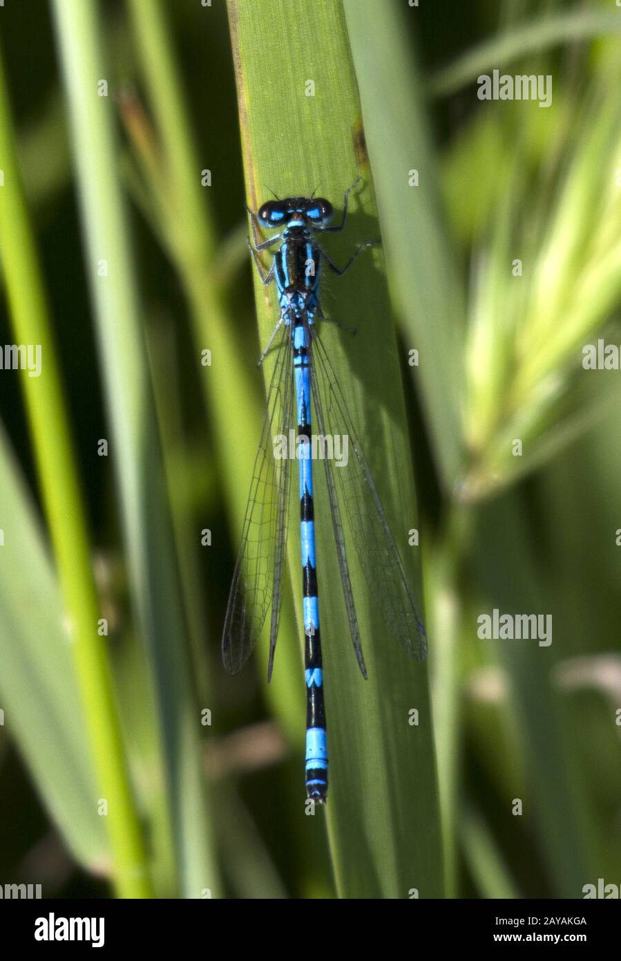 Atanasov-Lake, Dragonfly, Bulgaria, Baltic States, East europe Stock Photo