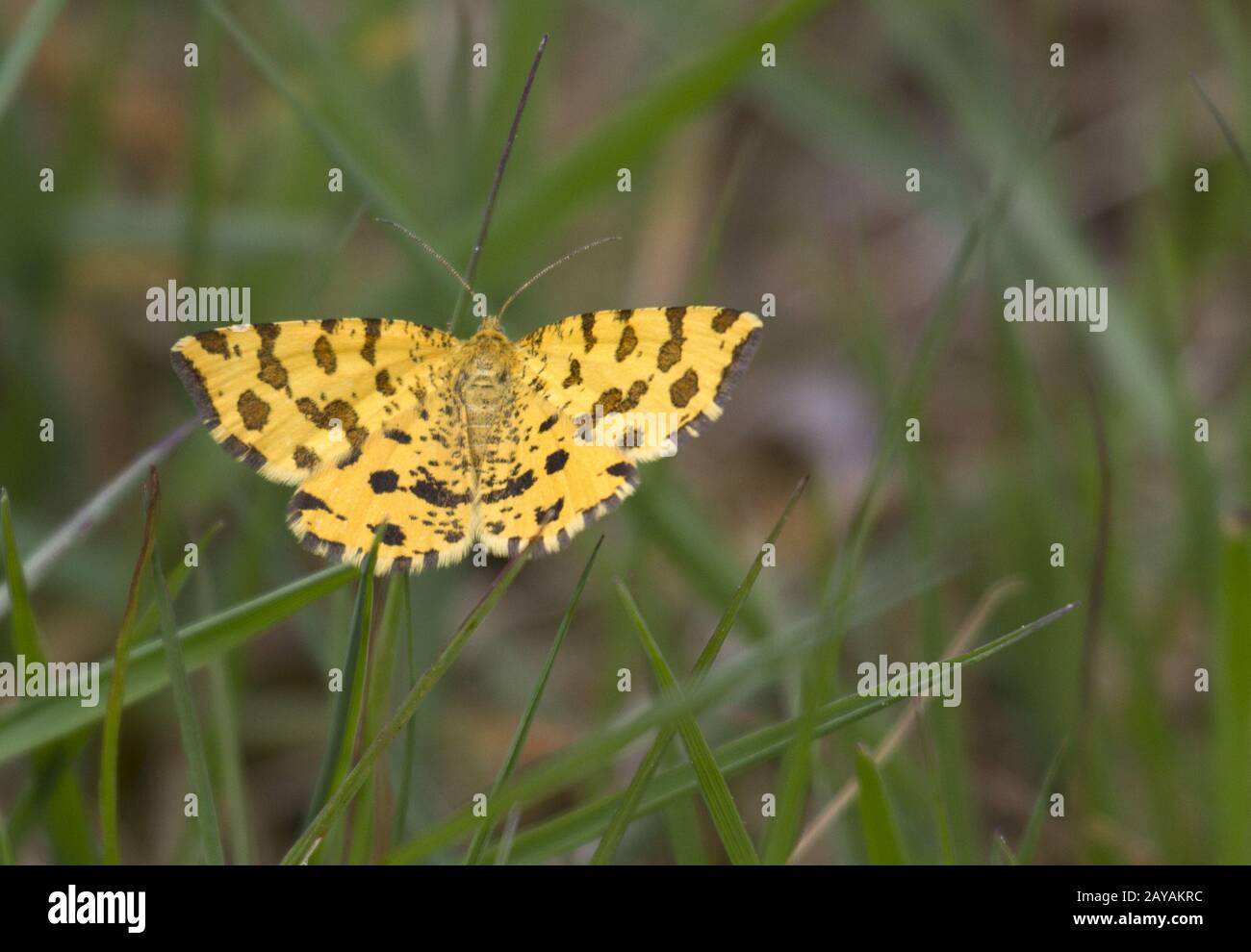 Butterfly, Pantherspanner, Wahner Heide, Rhineland, Germany Stock Photo