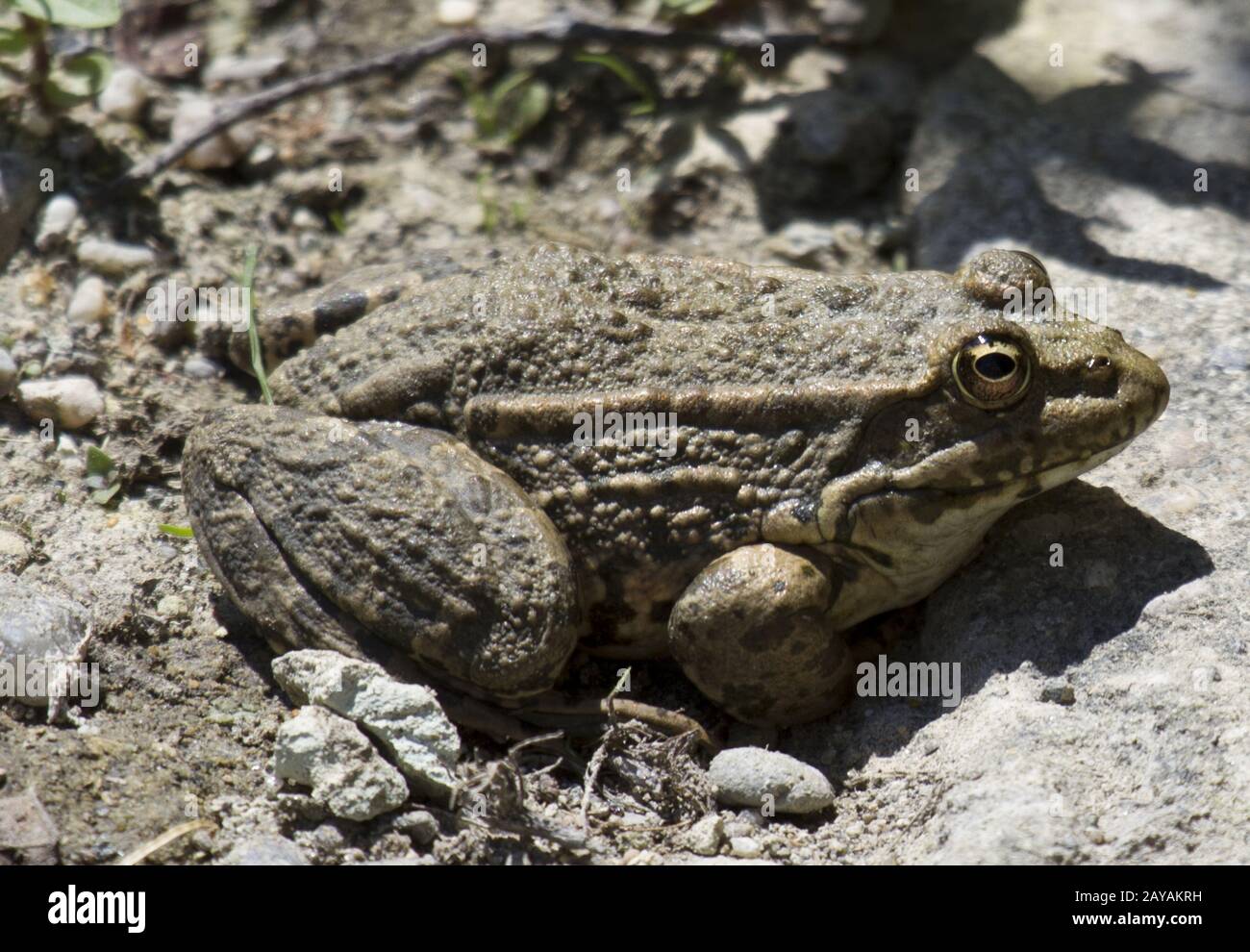 Pond frog, Bulgaria, Krumovitsa, River Stock Photo