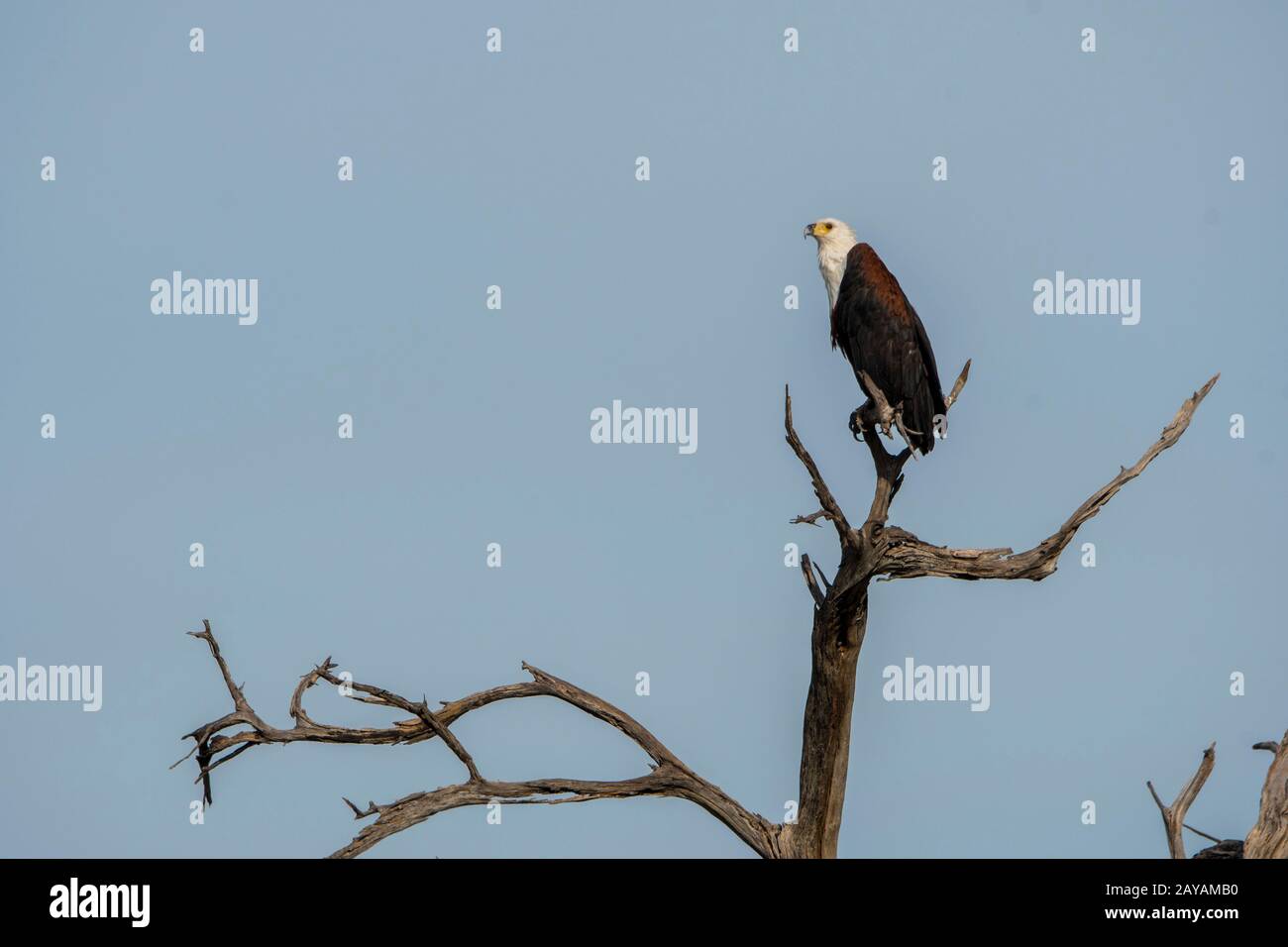 An African fish eagle (Haliaeetus vocifer) is perched in a dead tree in the Gomoti Plains area, a community run concession, on the edge of the Gomoti Stock Photo