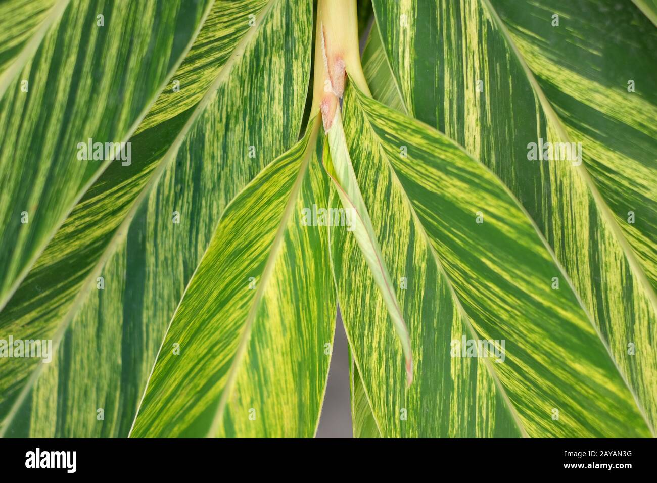Decorative floral pattern of leaves of ginger lily (Hedychium gardnerianum). Stock Photo