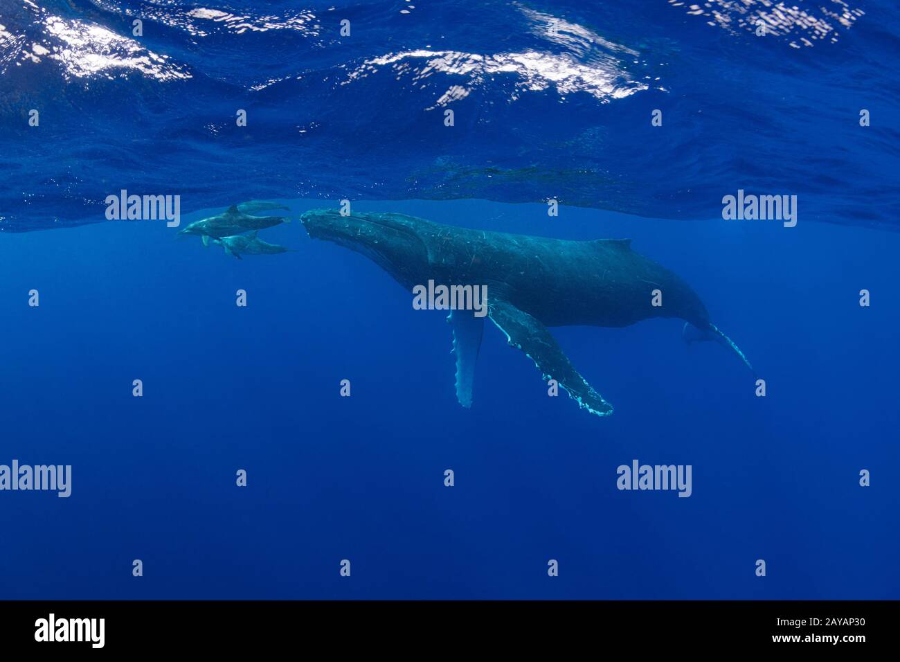 humpback whale, Megaptera novaeangliae, with rough-toothed dolphins, Steno bredanensis, bowriding on rostrum, Vava'u, Kingdom of Tonga, South Pacific Stock Photo