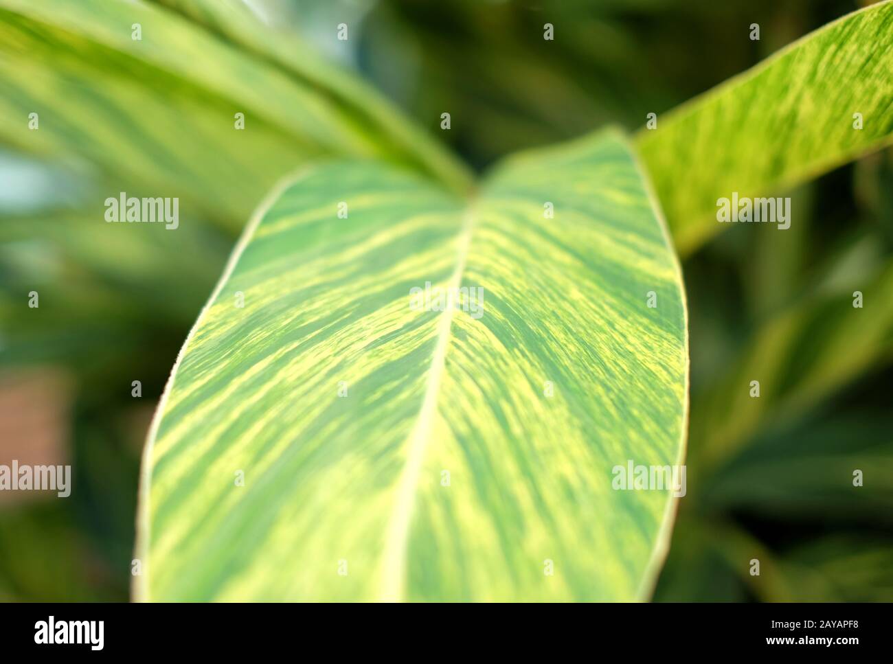 Floral detail of a green leaf of ginger lily (Hedychium gardnerianum). Stock Photo