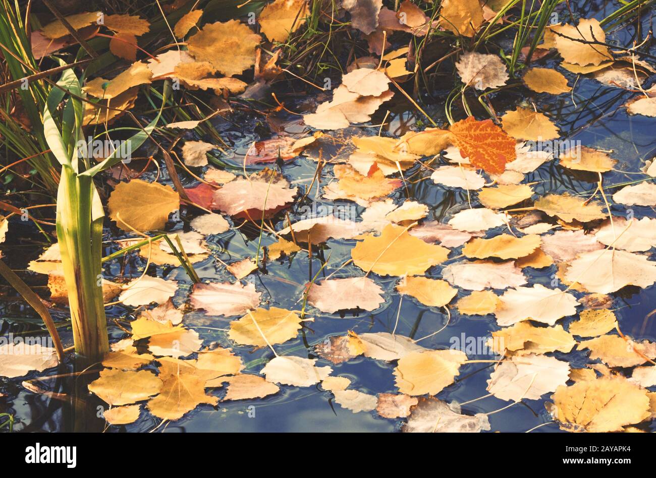 Dead leaves on the water hi-res stock photography and images - Alamy