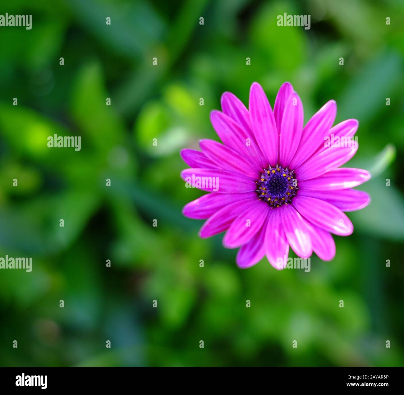 Bright mauve hi-res stock photography and images - Alamy