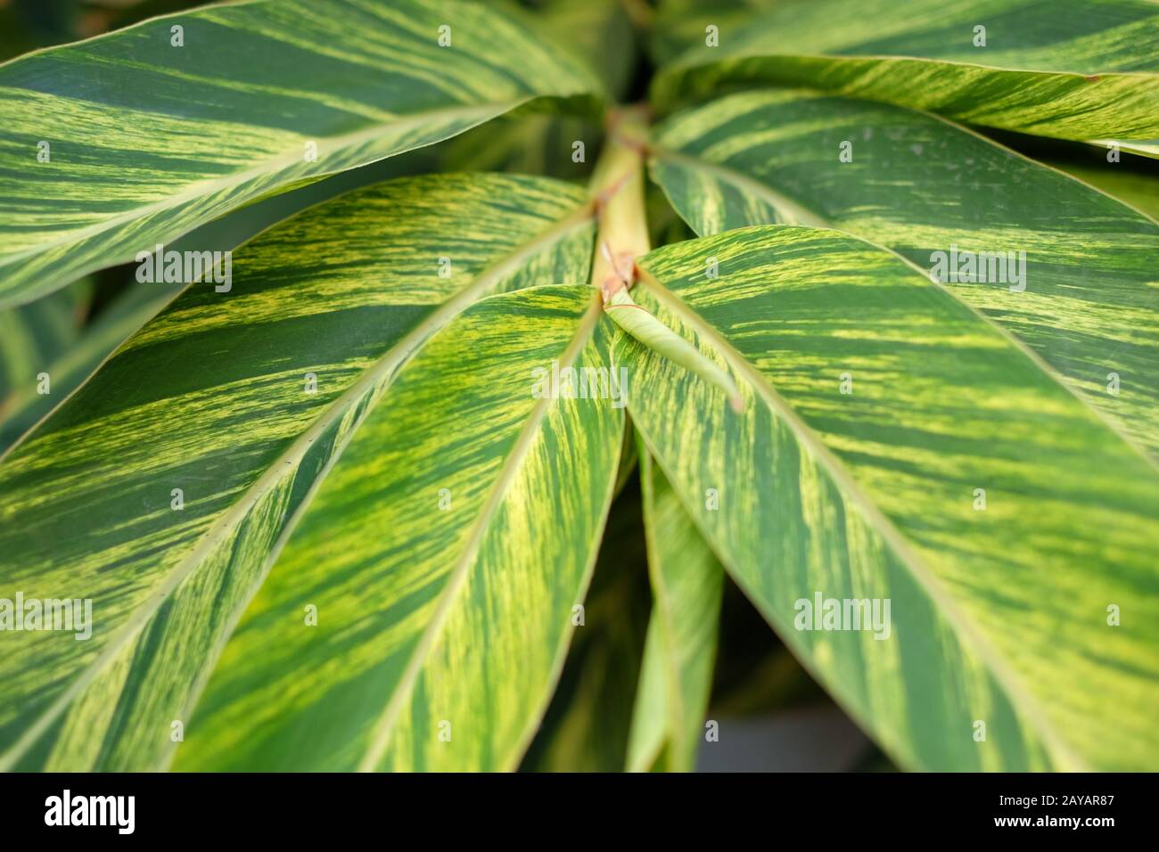Graphic floral detail of green and yellow leaves of ginger lily (Hedychium gardnerianum). Stock Photo
