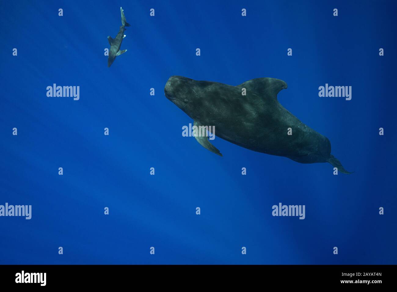 an oceanic whitetip shark, Carcharhinus longimanus, approaches a short-finned pilot whale, Globicephala macrorhynchus, north Kona Coast, Hawaii, U.S.A Stock Photo