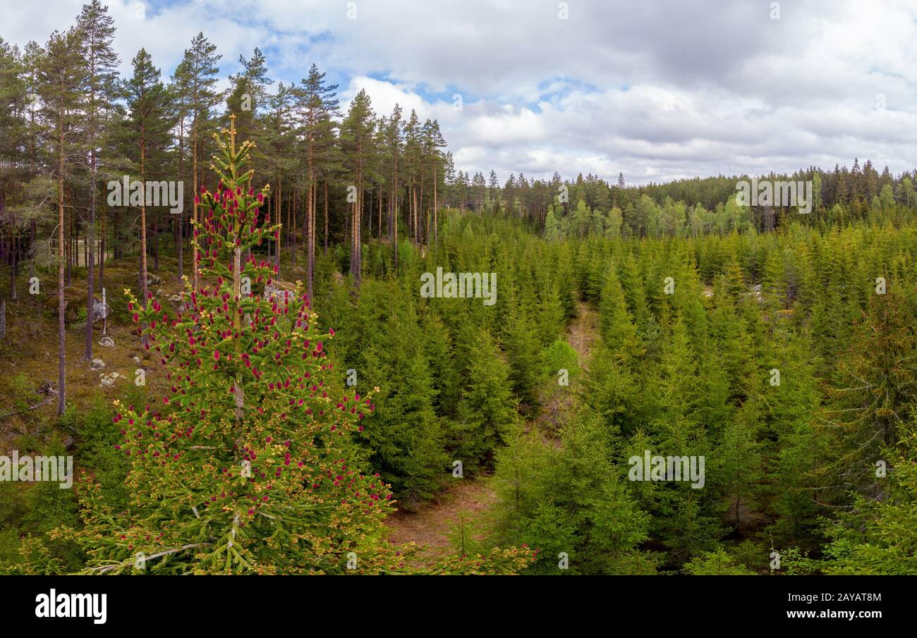 Young cones of an European spruce Stock Photo