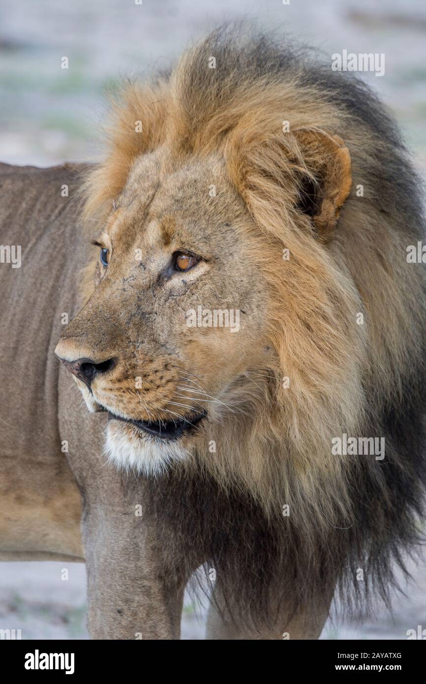 Southeast African Lion High Resolution Stock Photography and Images - Alamy